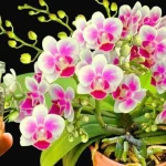 Powerful fertilizer, much stronger than garlic: plants will flower for 6 months