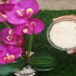 Put a handful of them in your orchid: it will grow beautiful and lush