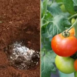 Put these 5 ingredients in the ground to grow stunning tomatoes quickly