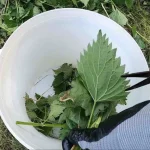 The secret ingredient to a healthy garden: plants will grow 5 times faster