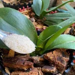 This natural fertilizer will help your orchid stay healthy for 4 seasons