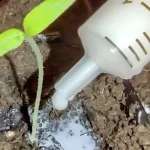Tomato seedlings will grow in a flash if you inject this into the soil