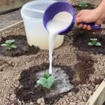 With this ingredient, cucumbers will grow in no time: pour it over the sprouts