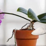 With this ingredient you will nourish the orchid better than a nurseryman: very luxuriant