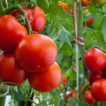 With this solution, tomatoes will grow 3x faster