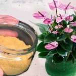 You will never use another fertilizer better than this one again – all it takes is 2 ingredients